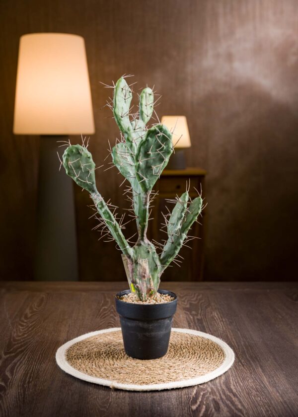 Pianta-Cactus-Finta-Vista-Frontale