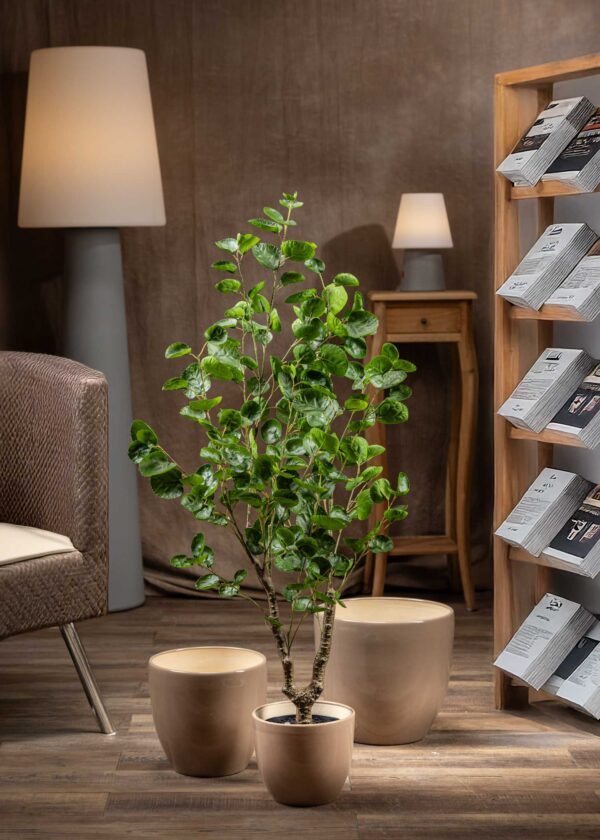 Polyscias Artificiale - Vista frontale - Una splendida pianta artificiale di Polyscias con tronco ramificato e foglie lucide di un verde intenso.