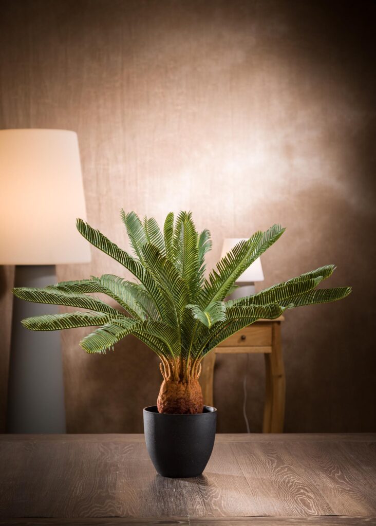 Immagine Cycas Finta in vaso vista prodotto intero